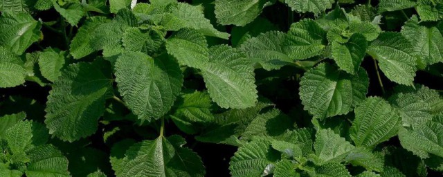 仙鹤草膏炮制技巧 仙鹤草膏怎样炮制