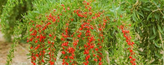 枸杞叶菜种植时间及技巧 枸杞叶菜种植时间及技巧是怎样的