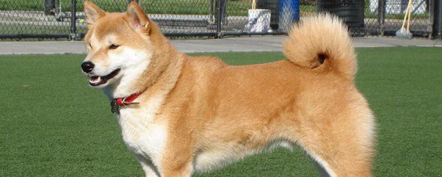 秋田犬造型修剪的技巧 秋田犬造型修剪的技巧简介