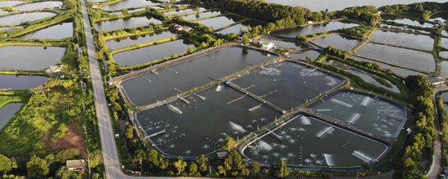 流水养鱼的小技巧 流水养鱼攻略