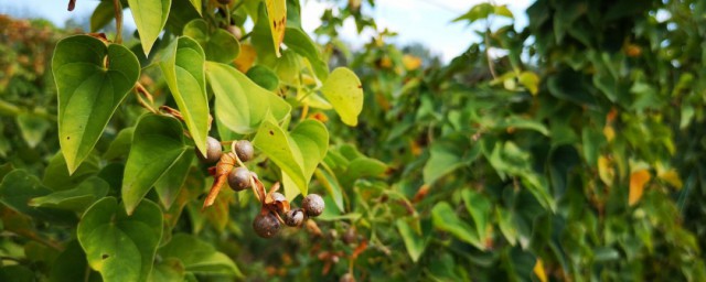 山药蛋的养殖技巧和注意事项 山药种植全流程简介