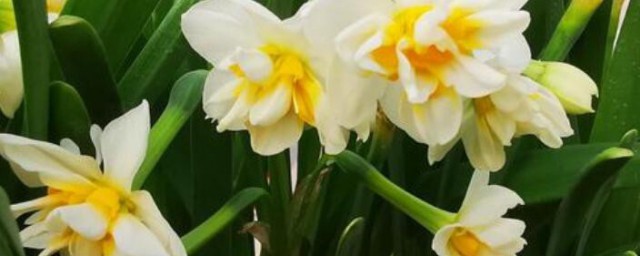 写水仙花结尾句子 关于水仙花结尾句子