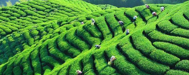 茶树修剪技巧 茶树修剪技巧简介