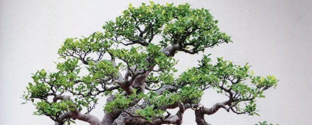 榕树裁培要领 榕树种植方法