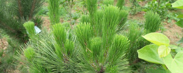 湿地松种植技巧和注意事项 怎样种植湿地松呢