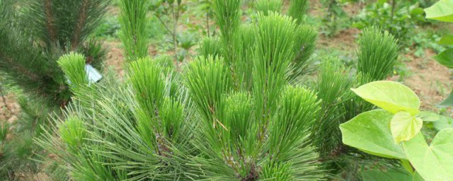 湿地松种植办法和注意事项 怎么种植湿地松呢