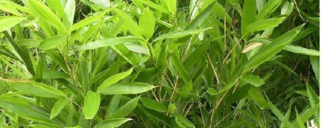 丛生竹繁殖技巧 丛生竹繁殖的次序