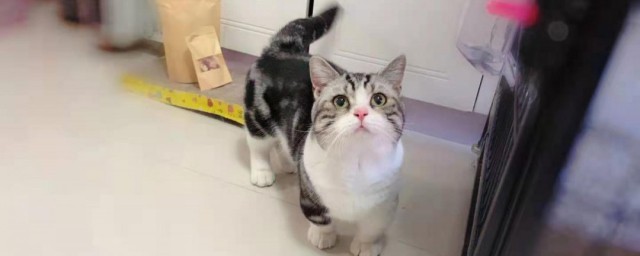 新手养猫注意技巧 新手养猫注意技巧如下