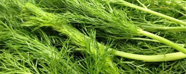 大田大茴香的种植技巧 大茴香怎样种植
