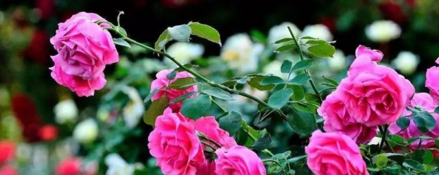 玫瑰花如何种植和养护 玫瑰花的养护办法