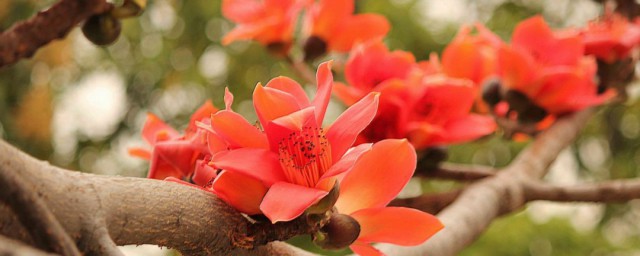 木棉花嫁接技巧 怎样给木棉花嫁接繁殖