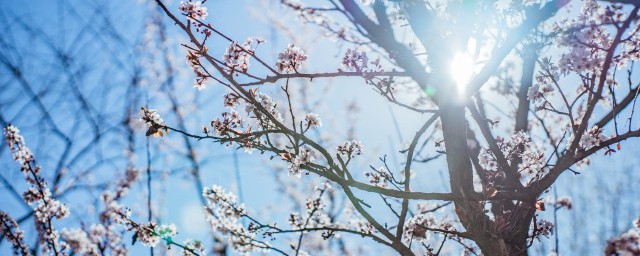 梅花的秉性是什么意思 梅花的秉性是什么