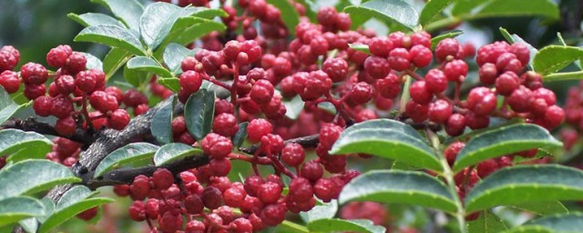 花椒树怎样育苗 花椒树育苗技巧简介