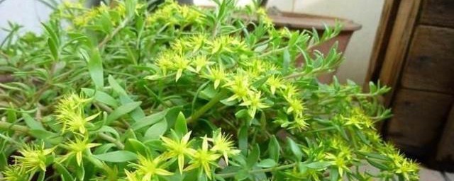平时要怎样养护垂盆草 养护垂盆草养护注意事项简介