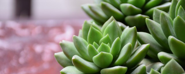 种植多肉盆栽的技巧 种植盆栽多肉的流程