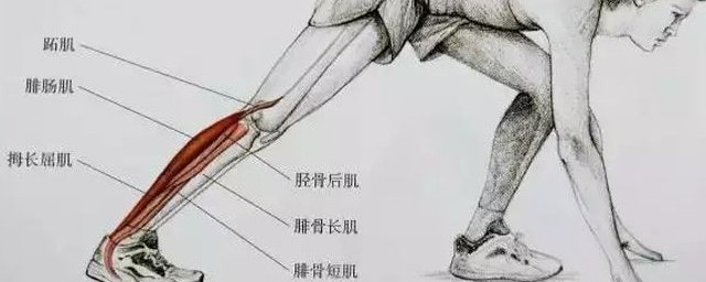 小腿运动前没拉伸好怎么办 小腿运动前没拉伸好解决方式