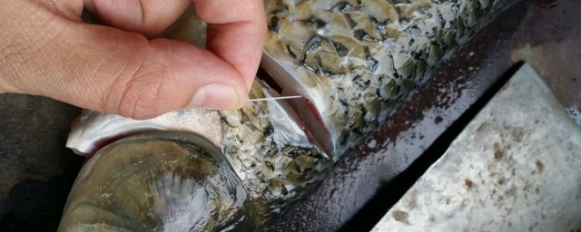 塘鱼去腥技巧 鱼去腥味的各种技巧