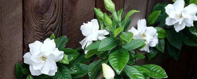栀子花发的新叶发黄如何办 栀子花发的新叶发黄怎么解决