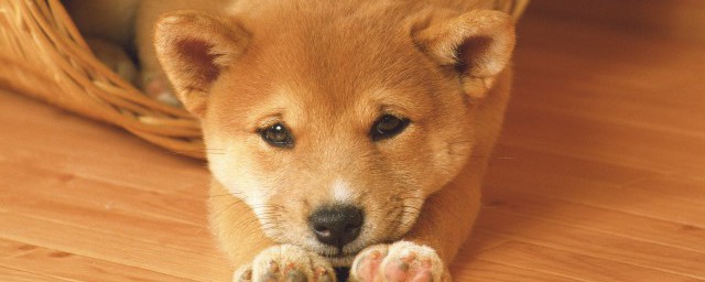 狗狗有口臭怎样办 怎样解决狗狗有口臭