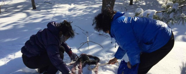 貂皮真的可以用雪洗吗 简介貂皮真的可以用雪洗吗