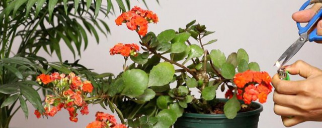 花器怎样保养 花器的保养技巧