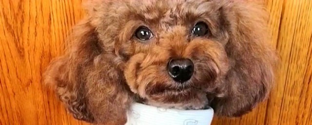 泰迪怎样训练 泰迪训练技巧