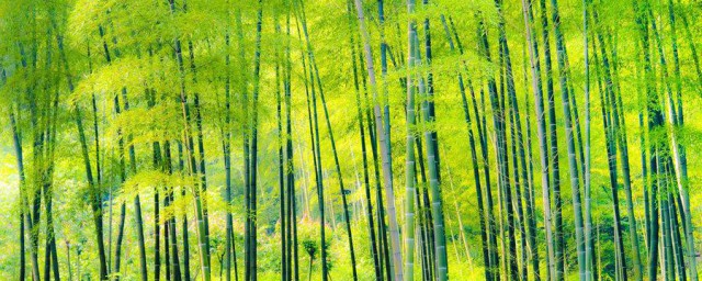竹子的种植技巧和技巧 怎样种植竹子