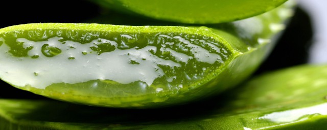 新鲜芦叶怎么保存 新鲜芦叶保存方法介绍
