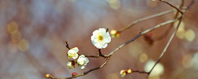 立春的天气特点 立春的相关知识