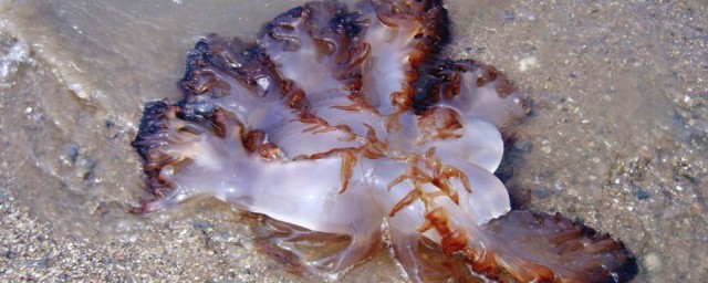 沙海蜇简介 海蜇的营养价值及功效与作用