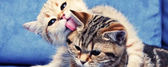 猫咪口臭怎么解决 猫咪口臭怎么解决