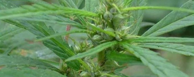 火麻籽油的食用技巧和注意事项 火麻籽油的食用技巧和注意事项如下