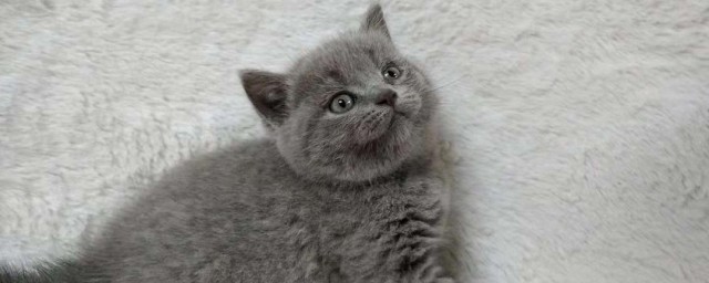 养英短猫技巧 怎样精确的饲养英短猫
