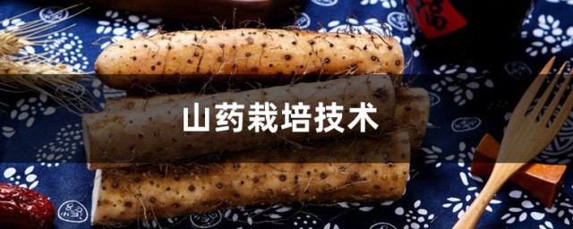 山药种子的种植技巧和技术 山药种子的种植技巧与注意事项