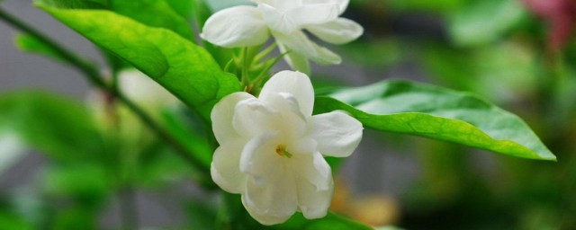茉莉蜜酱怎样弄 制作茉莉蜜酱的技巧