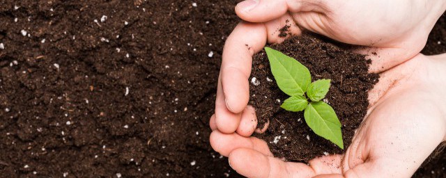 牛角椒籽如何种 牛角椒籽种植方法