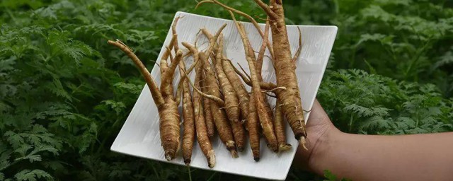 新鲜当归怎样保存 新鲜当归保存技巧简介