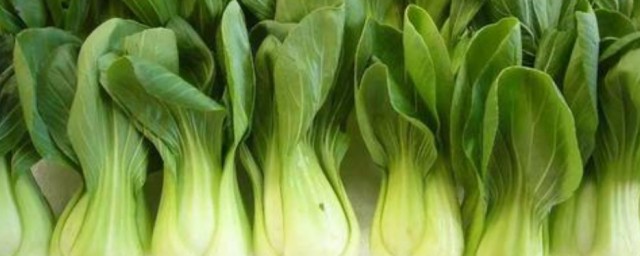 立春后土地可以种植什么蔬菜 立春后可以种的蔬菜