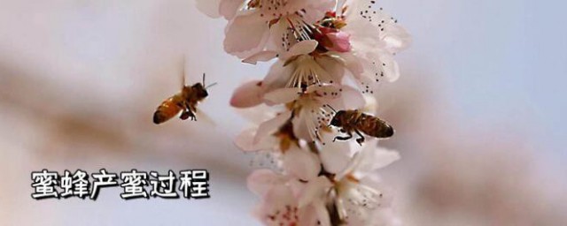 蜜蜂是如何采蜜的 蜜蜂的产蜜过程