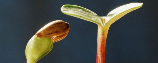韭葱种子催芽技巧 简述韭葱种子催芽技巧
