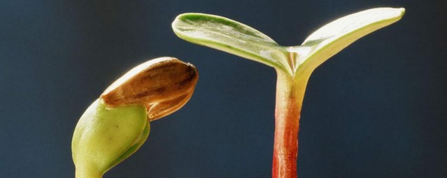 韭葱种子催芽办法 简述韭葱种子催芽方式