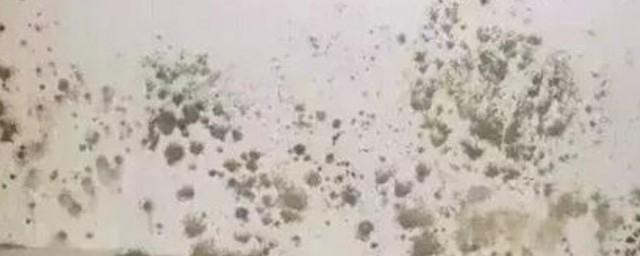 梅雨季节家里发霉怎样办 梅雨季节家里发霉怎样处理