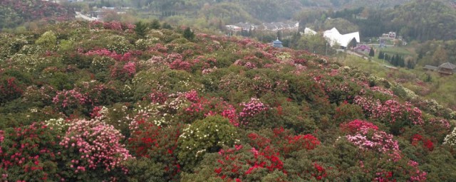 百里杜鹃什么时候开 贵州百里杜鹃花海正确的开花时间是什么时候