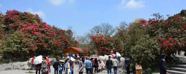百里杜鹃特色 百里杜鹃特色是什么
