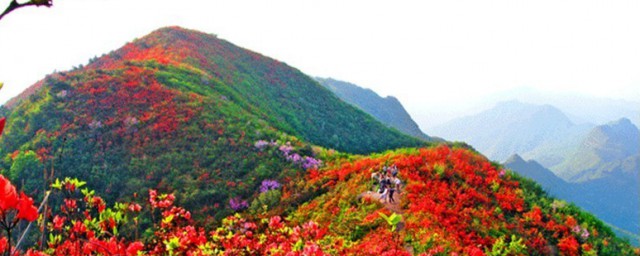 百里杜鹃花期 百里杜鹃花开花时间