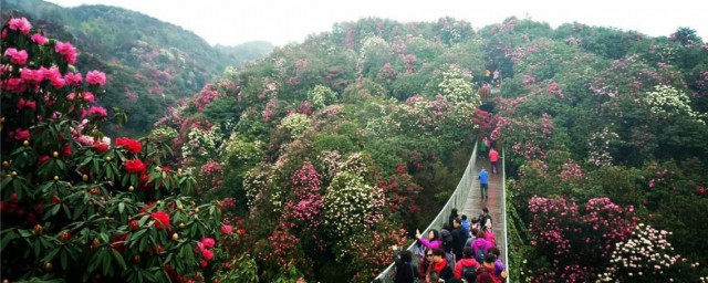 百里杜鹃风景名胜区介绍 百里杜鹃风景名胜区介绍是什么