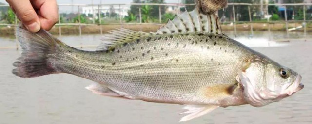 鱼腥线有必要去除吗 鱼腥线去除要领