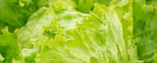 生菜保鲜和储存要领 生菜保鲜储存的秘诀