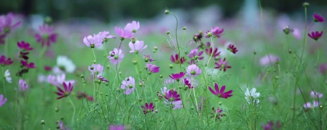 写野花小草的句子 关于描写野花小草的句子