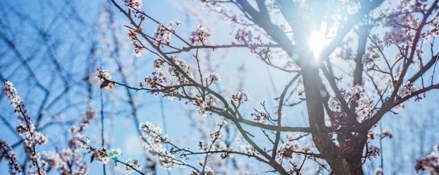 写冬天梅花的句子 描写冬天梅花的句子有哪些